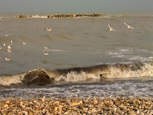 海边浪花与飞翔海鸥