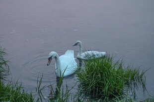 水中天鹅伴绿植