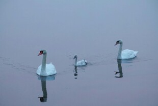 水面上的天鹅一家
