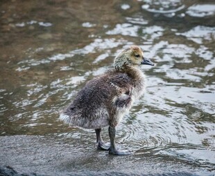 小鹅立于水边湿地