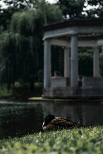 湖畔凉亭旁的觅食飞鸟