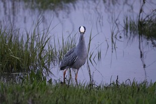 水边伫立的灰鹭