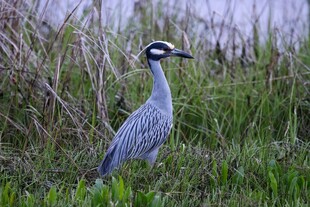 灰鹭立于草丛中