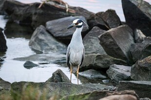 水边岩旁的灰鹭