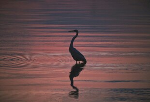 夕阳下孤鹤立于水面