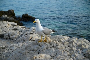 岩石上的海鸥
