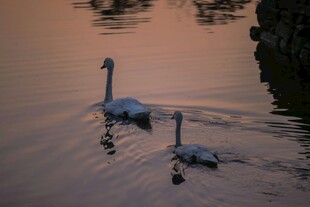 夕阳下双天鹅水中悠 