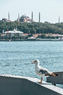 海边 船上海鸥眺望远方