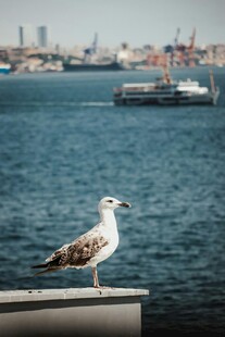 海边栏杆上的孤独海鸥
