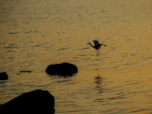 夕阳下飞鸟掠过平静水面