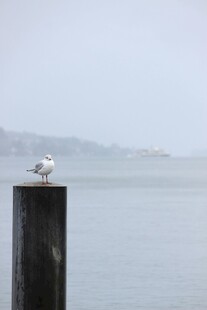 海鸥立于水边木桩