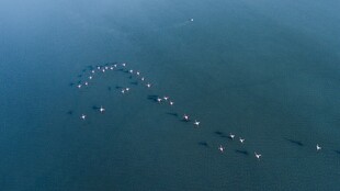 海上船只编队壮观景象