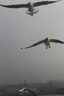 空中翱翔的双只海鸥