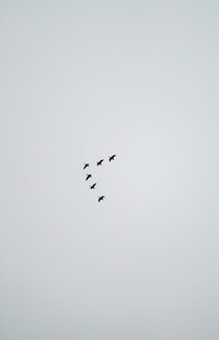 空中飞鸟