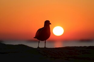 夕阳下的孤鸟