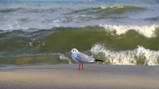 海边漫步的白色海鸥