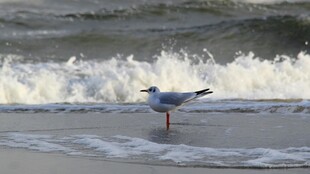 海边海鸥立于浪花前