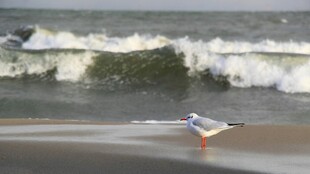 海滩上的小鸟与翻涌海浪