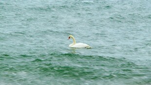 海面上飞翔的白色海鸟
