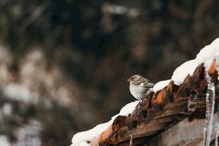 屋顶积雪上的小鸟