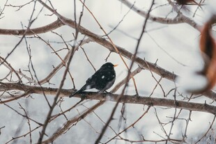 雪枝上的黑鸟