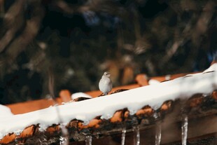 雪覆屋檐上的小鸟
