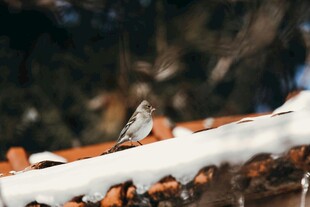 雪上小鸟