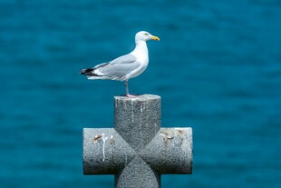 海鸥立于十字架上