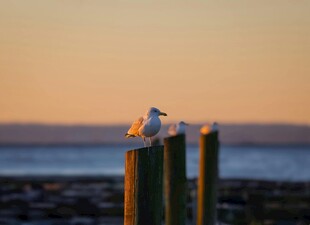 夕阳下木桩上休憩的海鸥