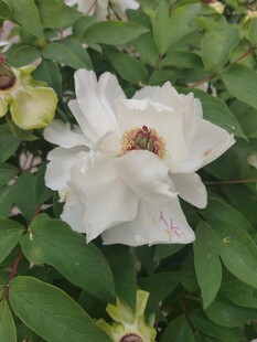 洁白绽放的娇艳牡丹花