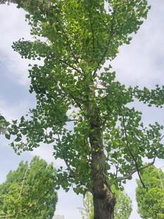 高大挺拔的绿树