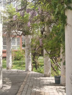 紫藤花架下的幽静小径