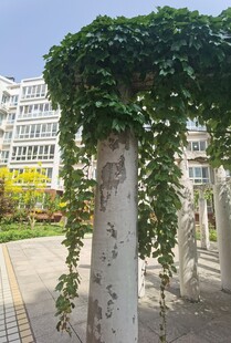 藤蔓缠绕的白色石柱景观