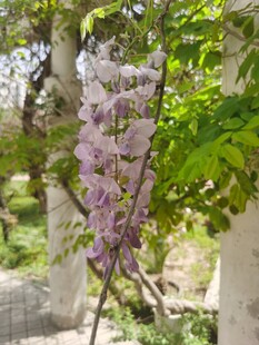 紫藤花绽放于绿意间