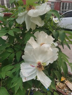 洁白绽放的木槿花