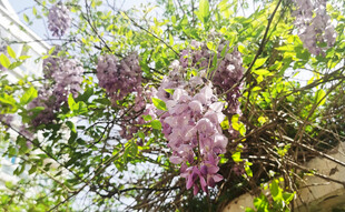 紫藤花垂挂于绿叶间