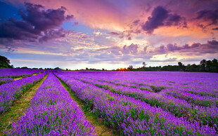 紫色薰衣草田的浪漫黄昏