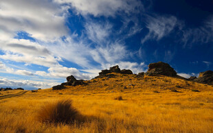金黄旷野与蓝天白云美景