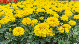 金黄万寿菊绽放美丽