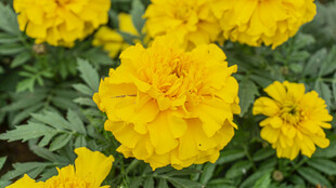 鲜艳黄色万寿菊绽放