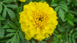 鲜艳黄色万寿菊特写