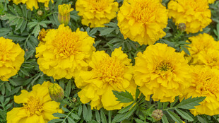 鲜艳黄色万寿菊绽放