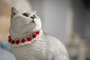 戴珠链的可爱猫咪