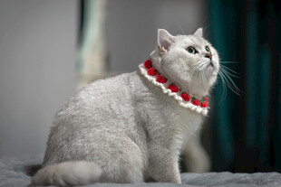 戴花环的优雅猫咪