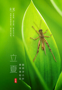 立夏时节绿叶上的昆虫特写