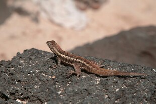 岩石上的棕色小蜥蜴