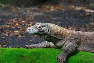 趴在绿地上的科莫多巨蜥
