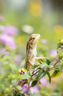 蜥蜴