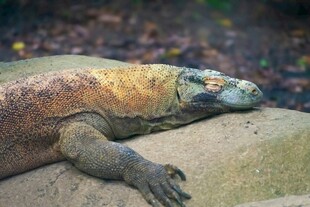 趴在石上的科莫多巨蜥