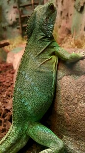 翠绿蜥蜴栖息于石块上